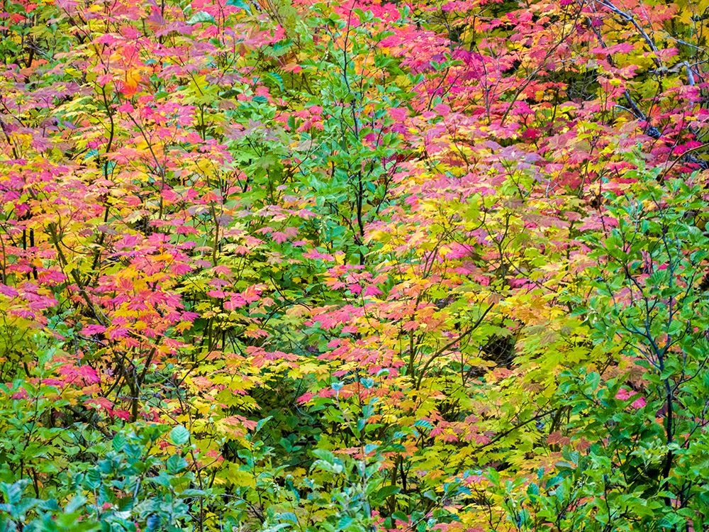 USA-Washington State-Kittitas County. Vine maple with fall colors.